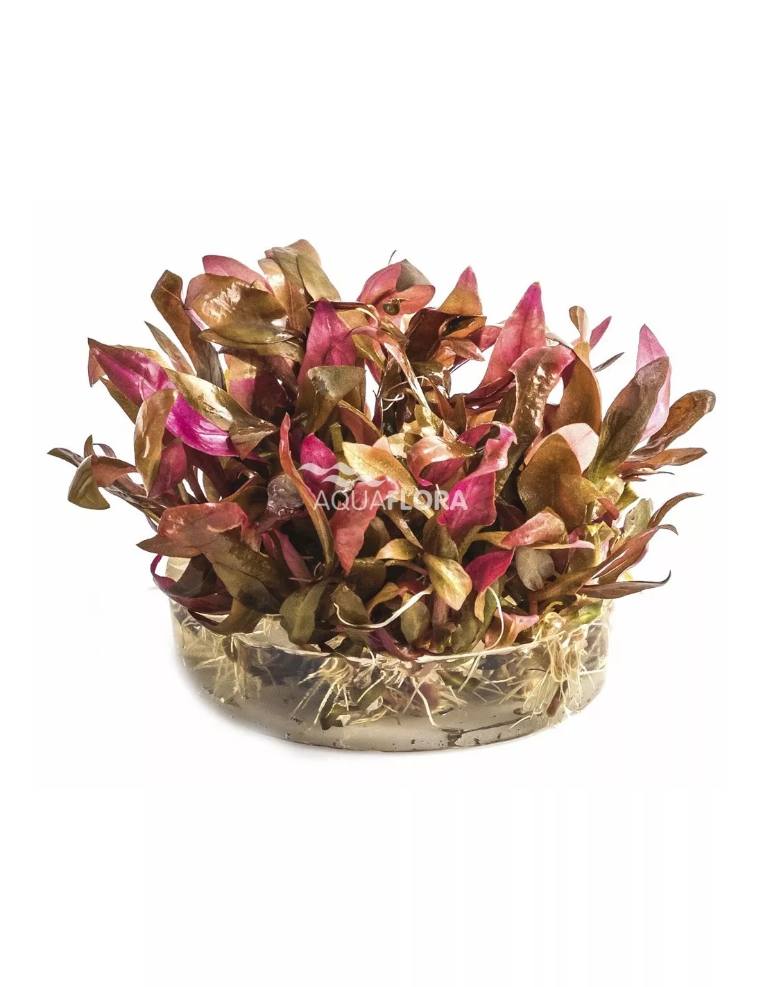 Alternanthera reineckii “Mini” vc 3 p