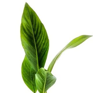 Anubias congensis