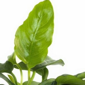 Anubias barteri var. nana