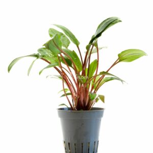 Cryptocoryne beckettii “Viridifolia”