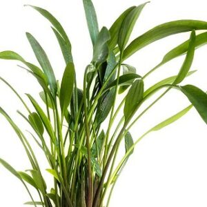 Cryptocoryne nevellii
