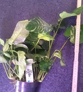 Anubias barteri XL