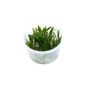 Echinodorus Little Mystery vc 3 p
