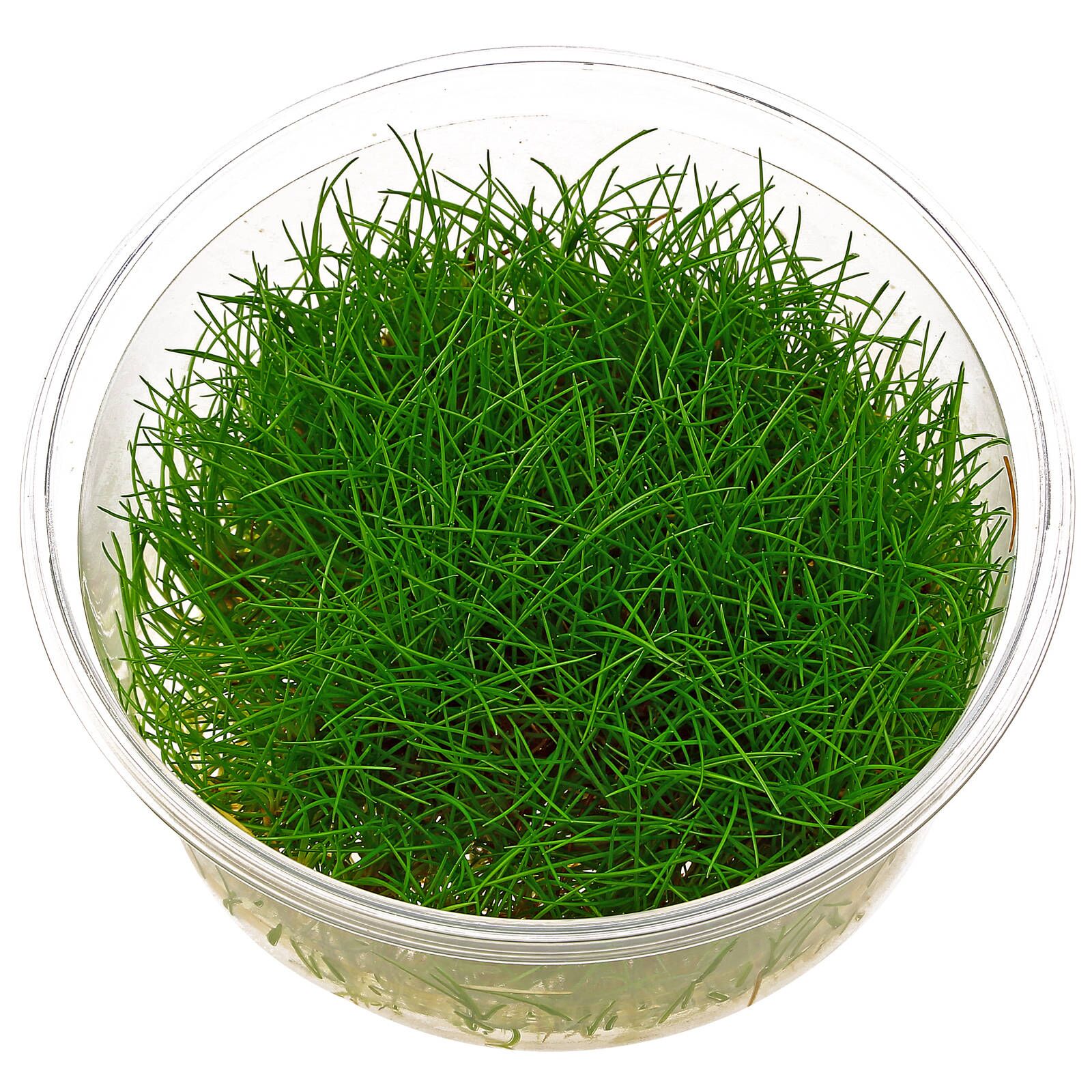 Eleocharis parvula vc 3 p