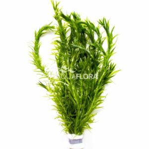 Egeria densa
