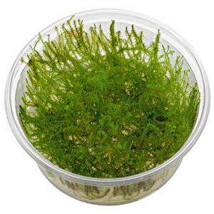 Leptodictyum riparium vc 3 p