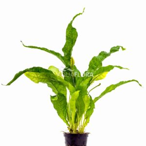 Microsorum pteropus Latifolia””