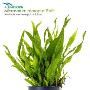 Microsorum pteropus Petit””