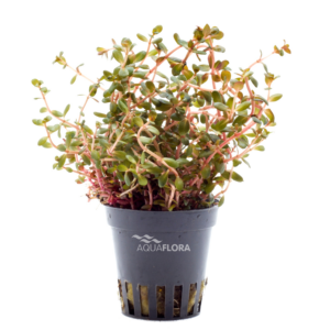 Rotala rotundifolia “Orange Juice”
