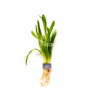 Sagittaria subulata “teres”