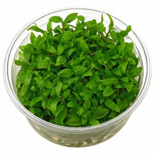 Staurogyne repens vc 3 p