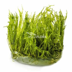 Taxiphyllum alternans Taiwan Moss” VC 3 p”