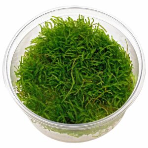 Taxiphyllum barbieri vc 3 p