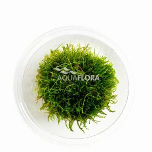 Taxiphyllum sp. Giant vc 3 p