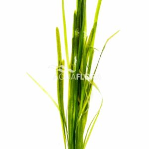 Vallisneria australis “gigantea”
