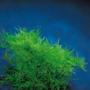 Vesicularia-dubyana 100 g