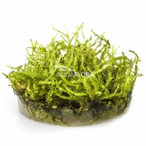 Vesicularia montagnei Christmas vc 3 p
