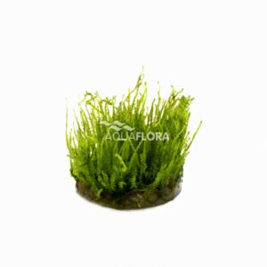 Vesicularia species Creeping Moss” VC 3 p”
