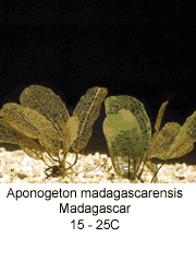 Aponogeton madagascarensis