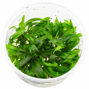 Cryptocoryne pygmaea vc 3 p