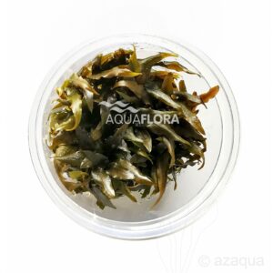 Cryptocoryne rubella vc 3 p