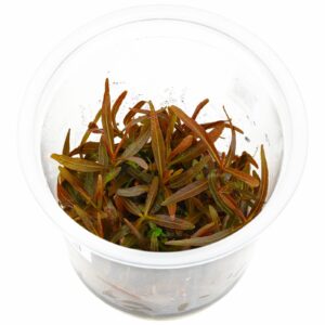 Hygrophila lancea “Araguaia” vc 3 p