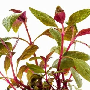 Alternanthera reineckii “Lilacina” 10 p