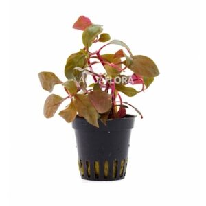 Alternanthera reineckii “Cardinalis” 5 p