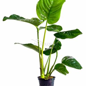 Anubias barteri 5p