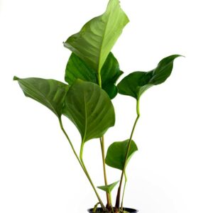 Anubias hastifolia 5p