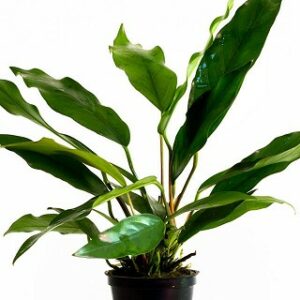 Anubias minima 5 p