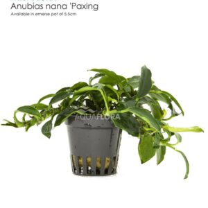 Anubias barteri var. nana “Paxing” 5 p