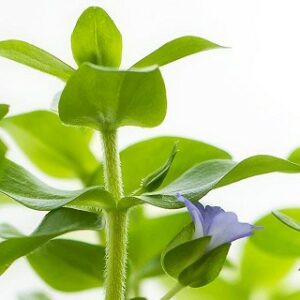 Bacopa caroliniana “amplexicaulis” 5 p