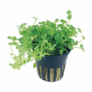 Bacopa australis 5 p