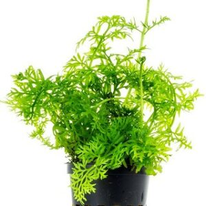 Ceratopteris thalictroides 5 p