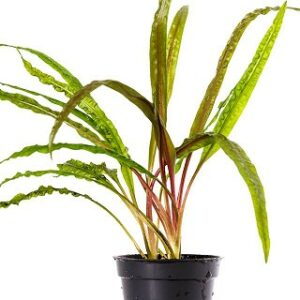 Cryptocoryne crispulata var. balansae 5 p