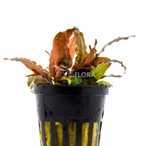 Cryptocoryne petchii “pink” 5 p