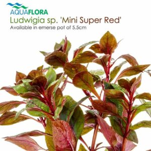 Ludwigia sp. “Mini Super Red” 5 p