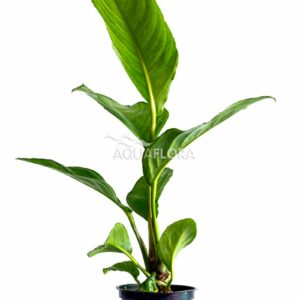 Anubias heterophylla 5 p