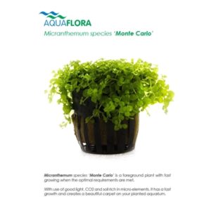 Micranthemum species “Monte Carlo” 5 p