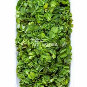 Salvinia natans 2 dl
