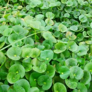 Heteranthera reniformis 10 p