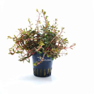 Rotala rotundifolia “H’ra” 5 p