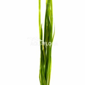 Vallisneria spiralis