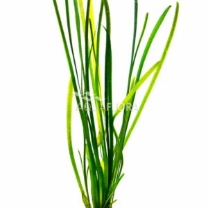 Vallisneria spiralis “Leopard” 5 p