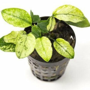 Anubias barteri var. nana “Pinto”