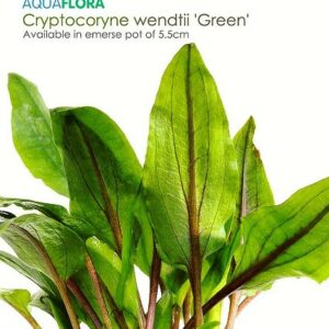 Cryptocoryne wendtii "Green"