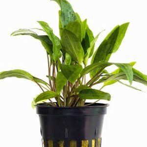 Cryptocoryne x willisii