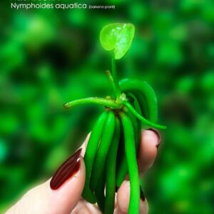 Nymphoides aquatica