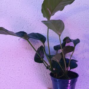 Anubias “sagittae”